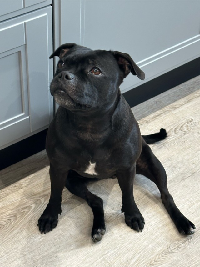 Стая бойцовских собак набросилась на курьера.
