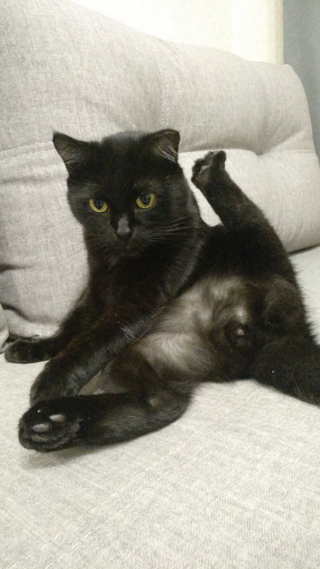 К котовторнику. Наш любимый плед.
