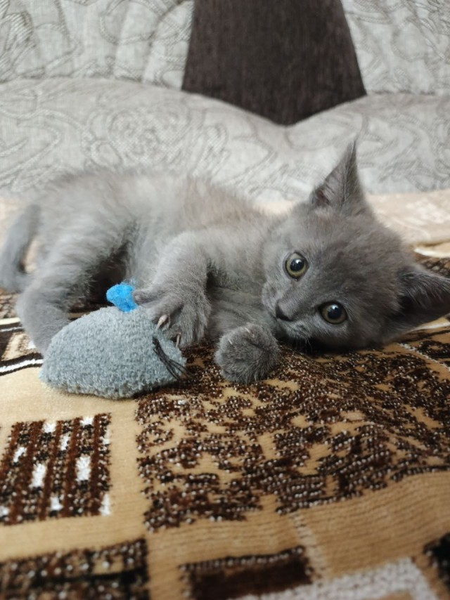 Еще один спиногрыз на мою шею)