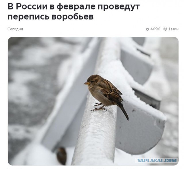 В России проведут перепись воробьев