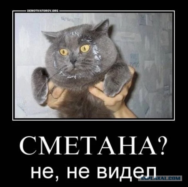 Да не знаю я, куда ваша сметана подевалась