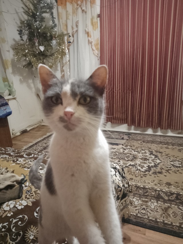 Уличные котики