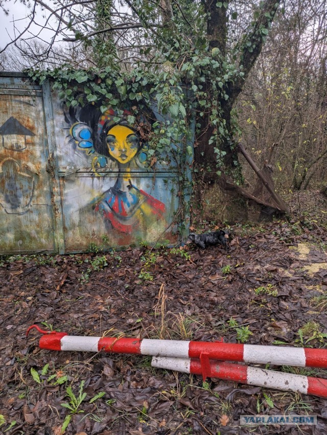 Давай купим собачку