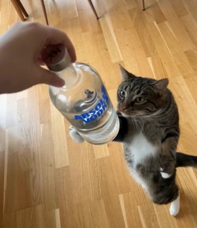 День водкохлёбов отмечается сегодня