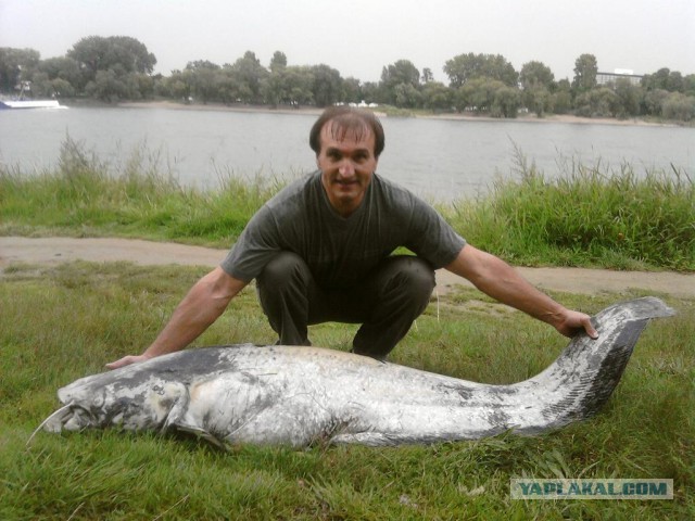 Несъедобный  сомик ...