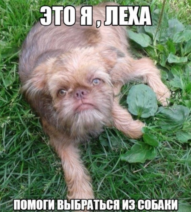 Чубакка
