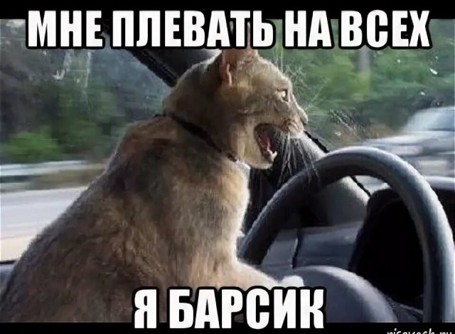 Барсик купил автомобиль