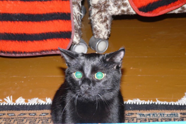 Котовторник 25.02.2014