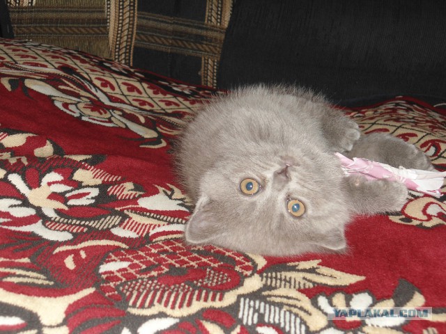 Котовторник 04.03.2014