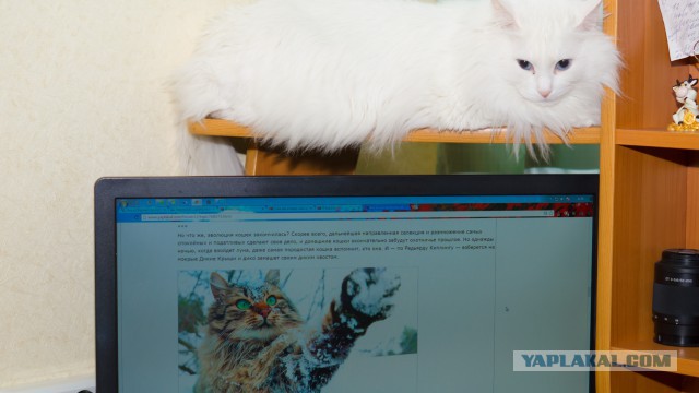 Как кошки захватили мир!