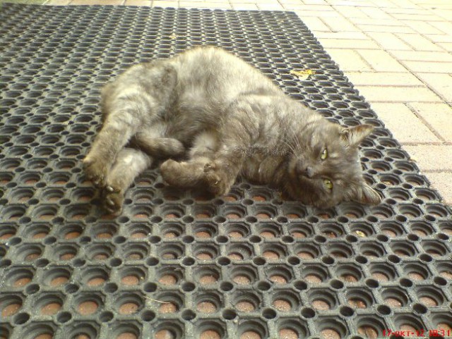 Котовторник 01.04.2014