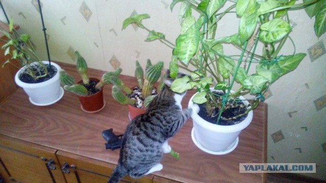 Котовторник   15.04.2014