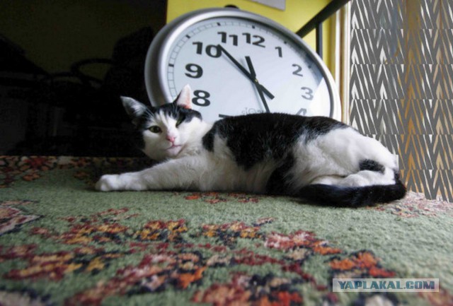 Кис-кис: 9 малоизвестных фактов о кошках