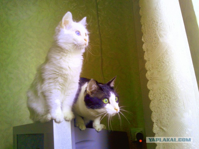 Котовторник  08.07.2014