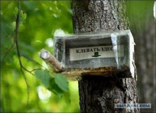 Веселые картинки