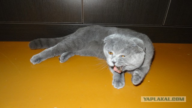 Котовторник 27.01.2015