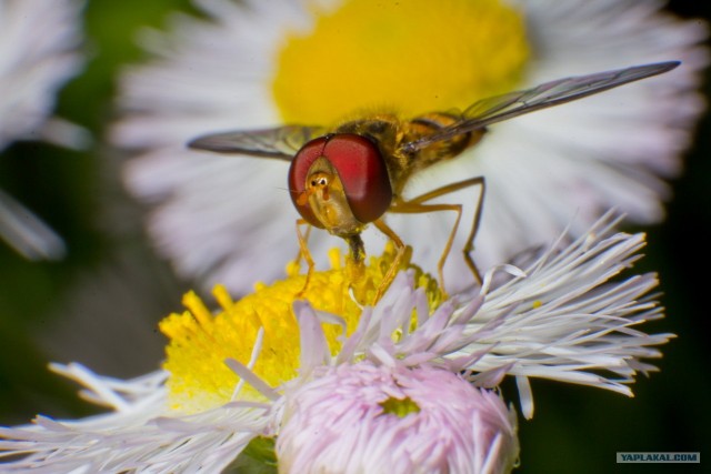 Если выйти во двор с макрообъективом, то...
