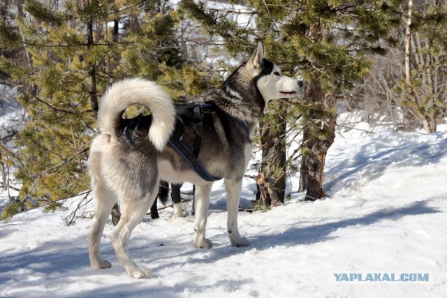 Мудрость хаски