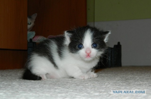 Котовторник 12.03.13