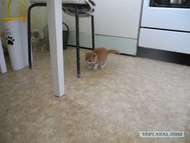 Котовторник 03.11.2015