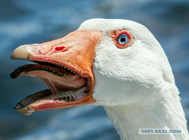 Страшные картинки