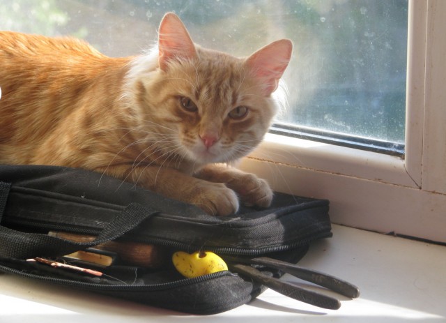 История одного кота