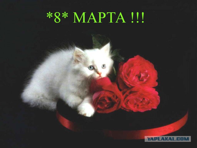 Восьмомартовский котовторник