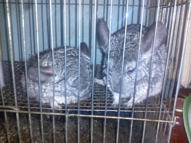 Не берите шиншилл