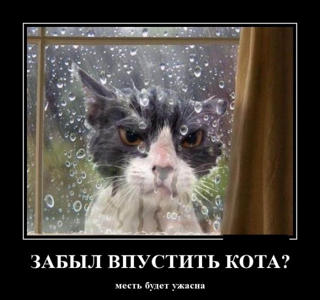 Демы к котовторнику!