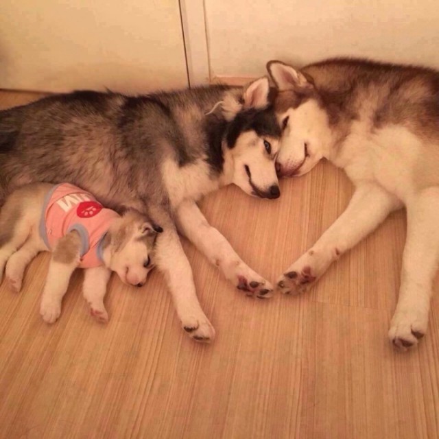 Прикольные животные