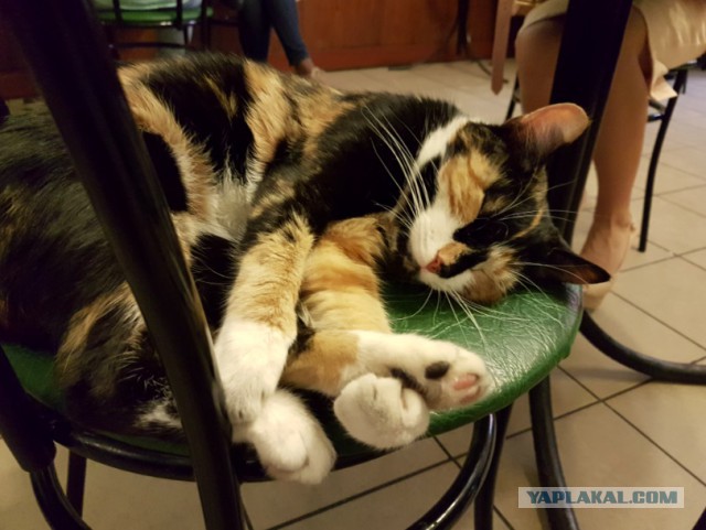 Котовторник 26.07 2016
