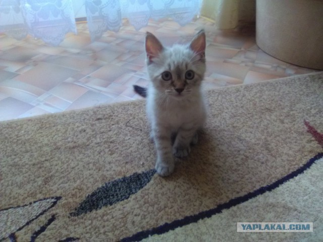Котовторник 30.08.2016