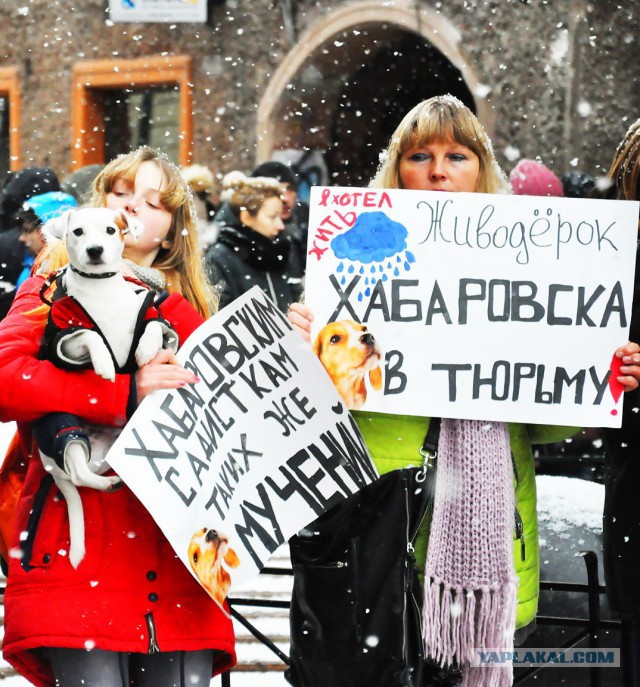 Питер против насилия