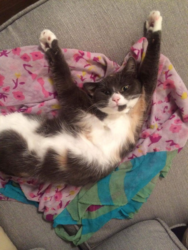 Коты из сети