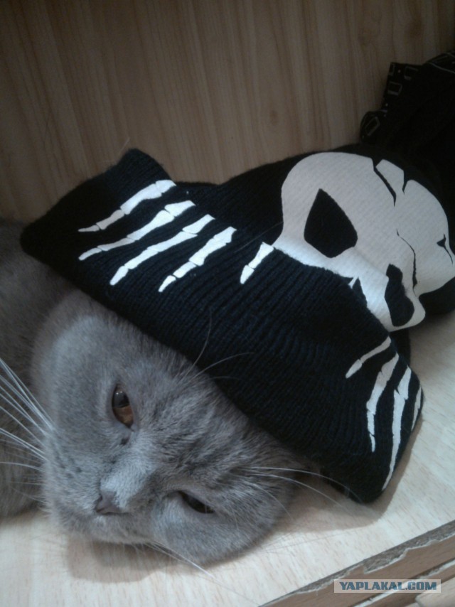Котовторник 10.01.2017