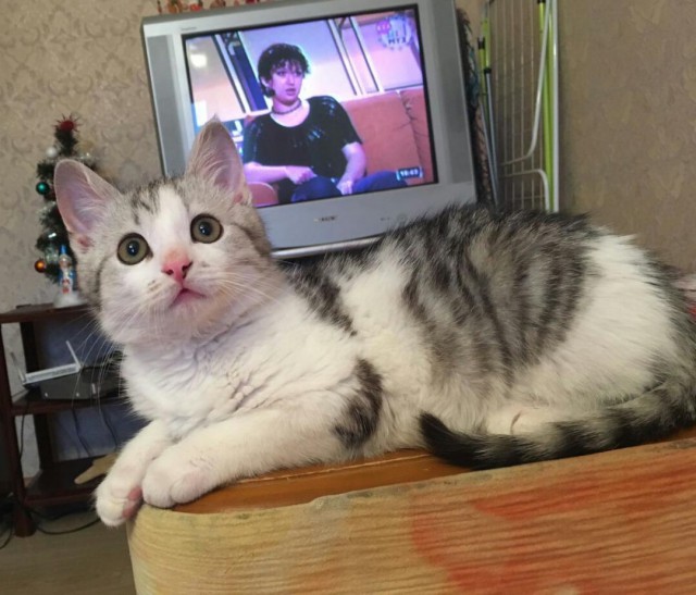 Котовторник 28.03.2017