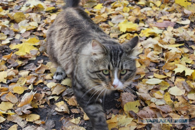 Портреты бродячих котов