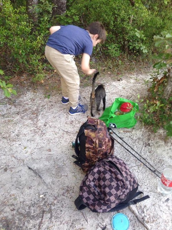 Сюрприз от бродячей кошки