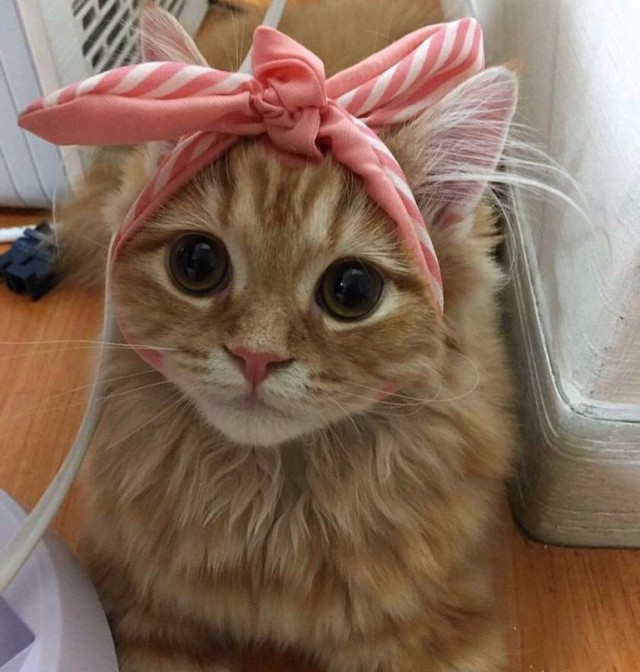 Коты и Кошки