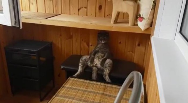 Коты и Кошки