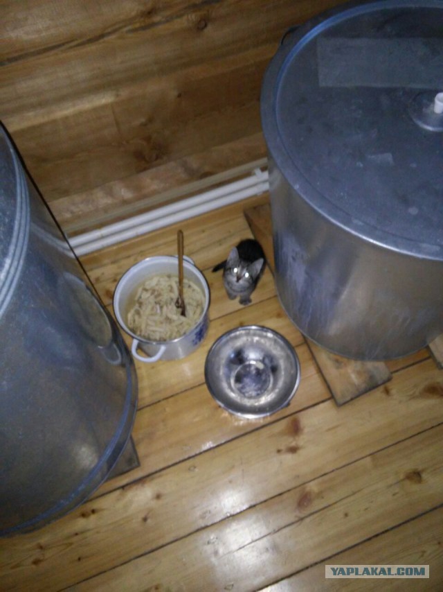 Когда повезло с котом.