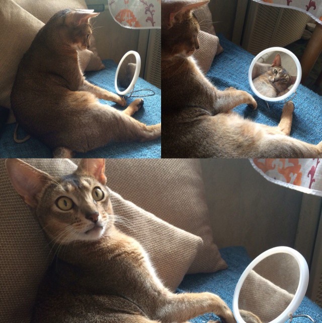 Коты и Кошки