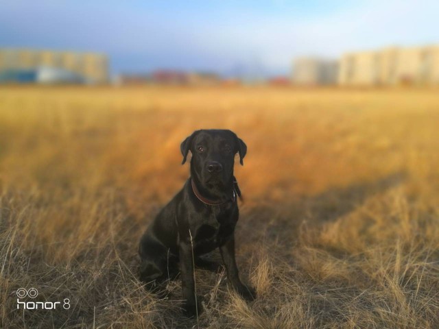 Собакочетверг, было-стало)