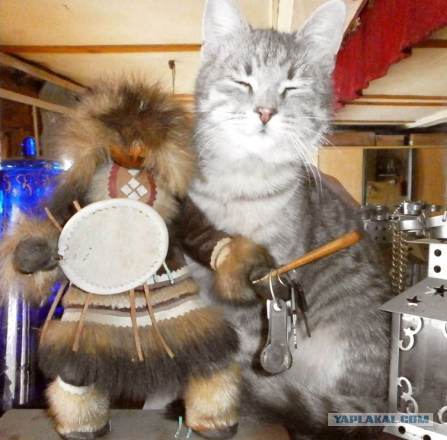 Котовторник!