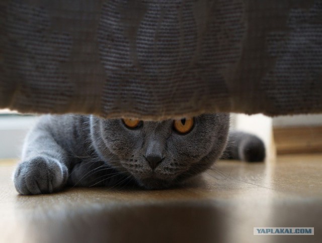 Котовторник ужасов (36 фот)