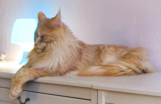 Проснись, раб, и топай барина выбирать