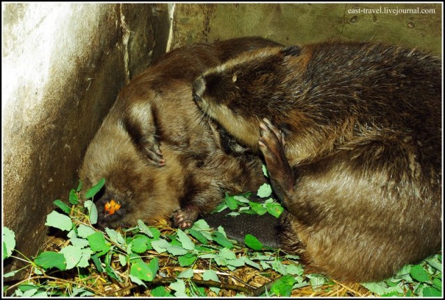 Бобропитомник под Воронежем