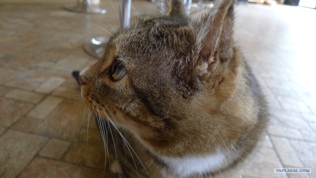 Котовторник 06.09.11