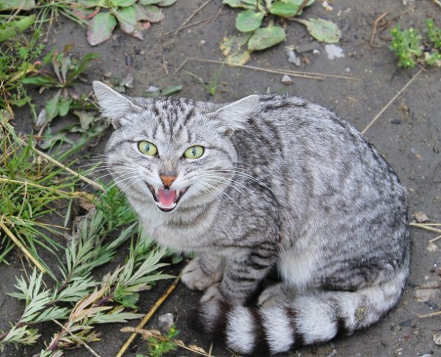 Котейка зевнул