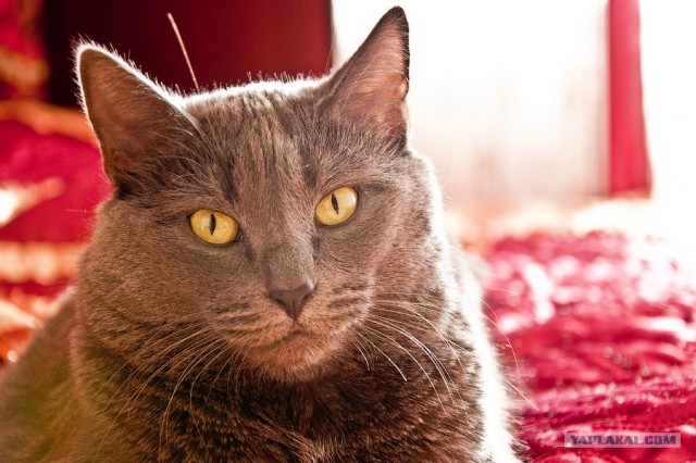 Котовторник! 08.11.11